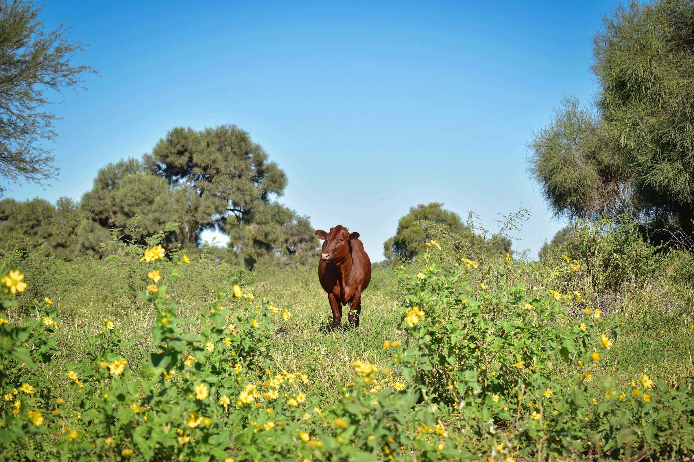 Gran Chaco - cow